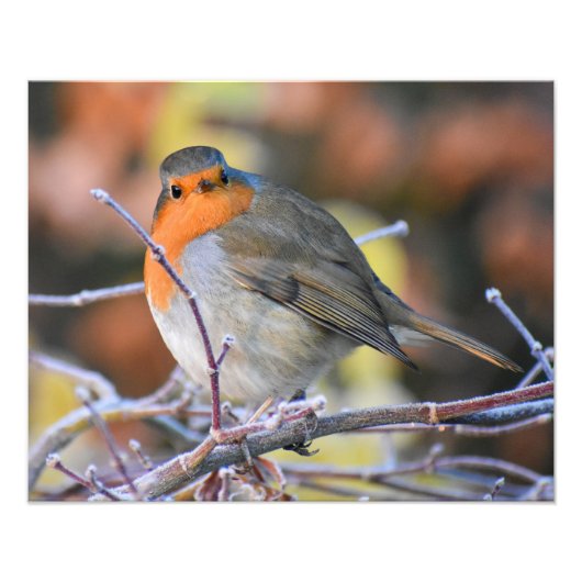 ロビン フォトプリント            (正面)