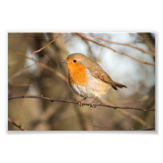 ロビン フォトプリント            (正面)