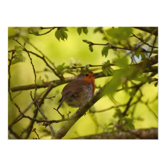 ロビン フォトプリント            (正面)