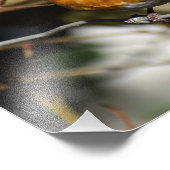 ロビン フォトプリント            (角)