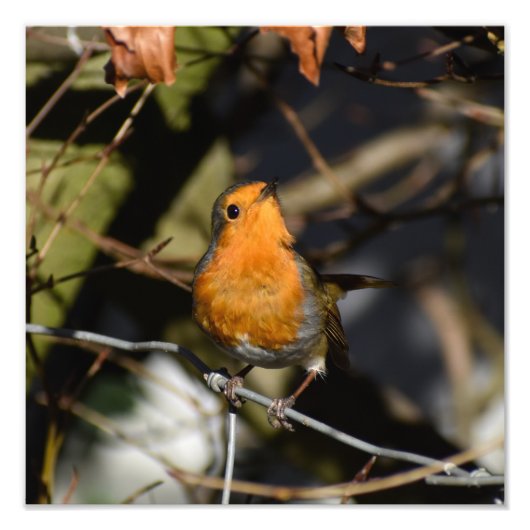 ロビン フォトプリント            (正面)