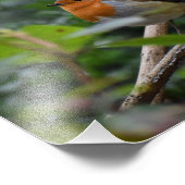 ロビン フォトプリント            (角)