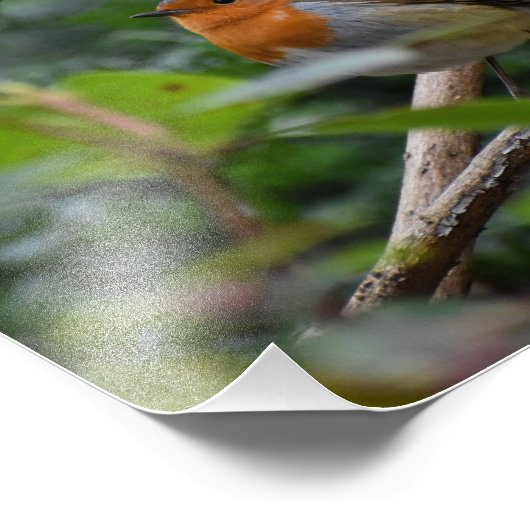 ロビン フォトプリント            (角)