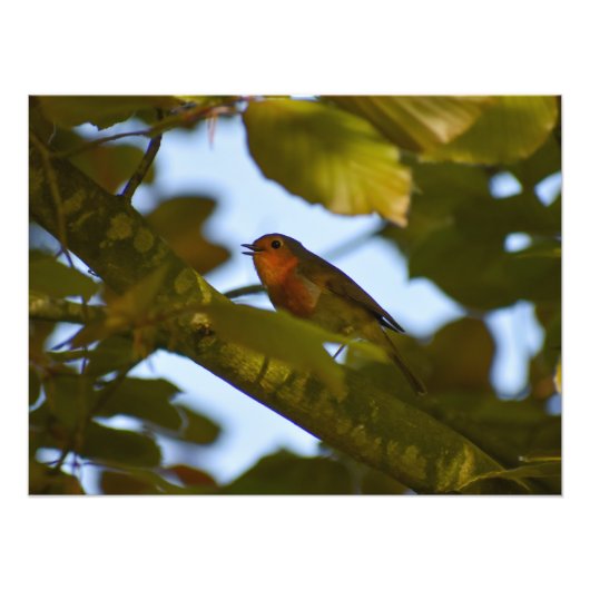 ロビン フォトプリント            (正面)