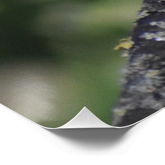 ロビン ポスター (コーナー)