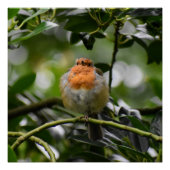 ロビン ポスター (正面)