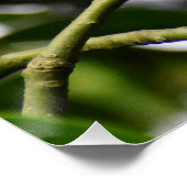 ロビン ポスター (コーナー)