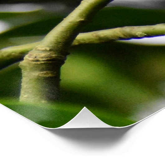 ロビン ポスター (コーナー)