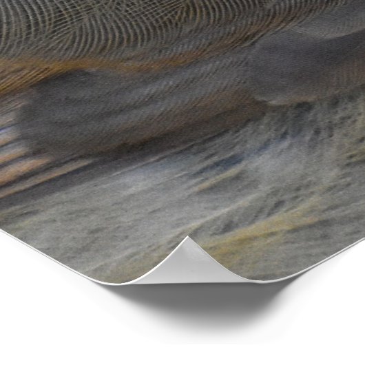 ロビン ポスター (角)