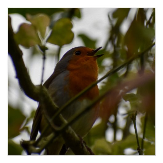 ロビン ポスター (正面)