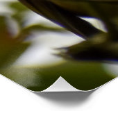 ロビン ポスター (コーナー)