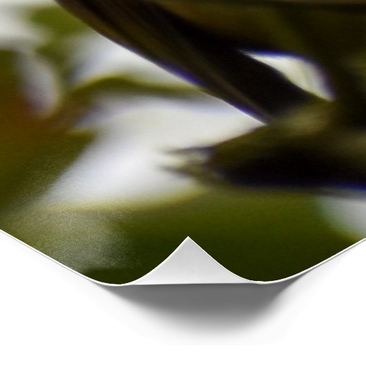 ロビン ポスター (コーナー)