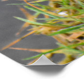 ロビン ポスター (角)