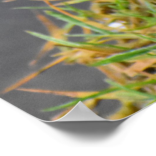 ロビン ポスター (角)