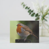 ロビン ポストカード (スタンド正面)