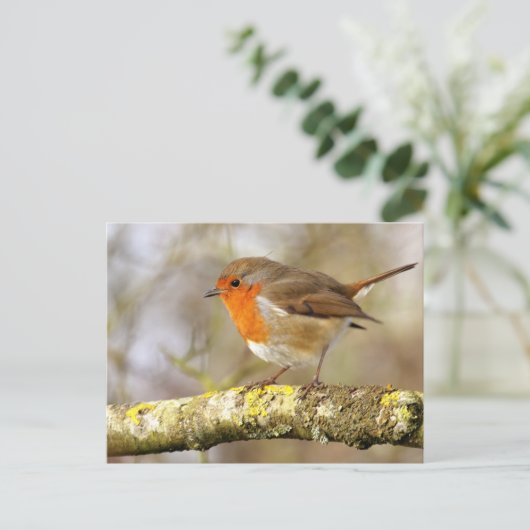 ロビン ポストカード (スタンド正面)