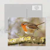 ロビン ポストカード (正面/裏面)