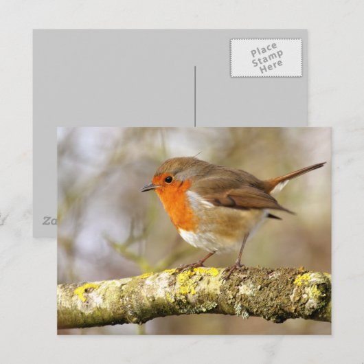 ロビン ポストカード (正面/裏面)