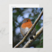 ロビン ポストカード (正面/裏面)