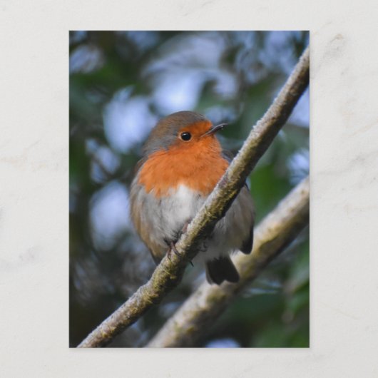 ロビン ポストカード (正面)