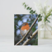 ロビン ポストカード (スタンド正面)