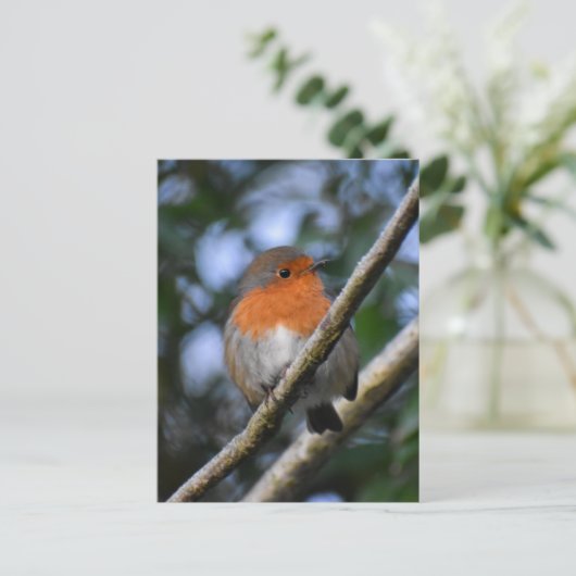 ロビン ポストカード (スタンド正面)