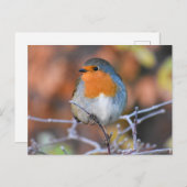 ロビン ポストカード (正面/裏面)