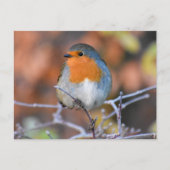 ロビン ポストカード (正面)