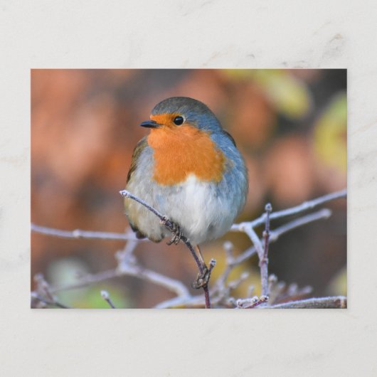 ロビン ポストカード (正面)