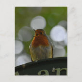 ロビン ポストカード (正面)