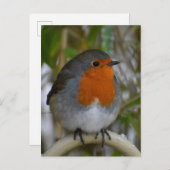 ロビン ポストカード (正面/裏面)