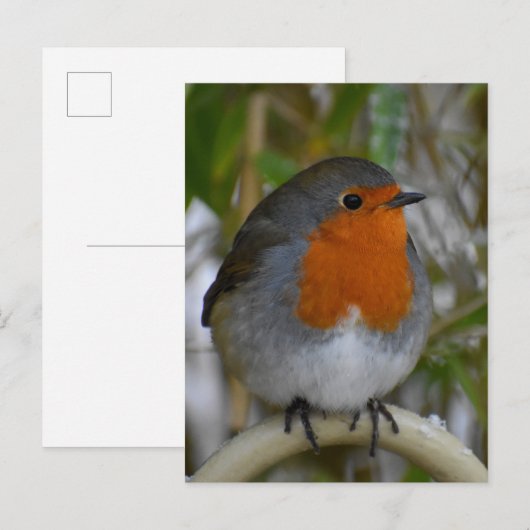 ロビン ポストカード (正面/裏面)