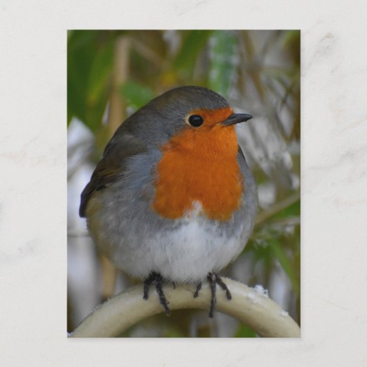 ロビン ポストカード (正面)