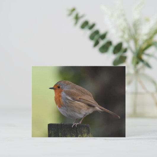 ロビン ポストカード (スタンド正面)