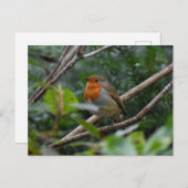 ロビン ポストカード (正面/裏面)