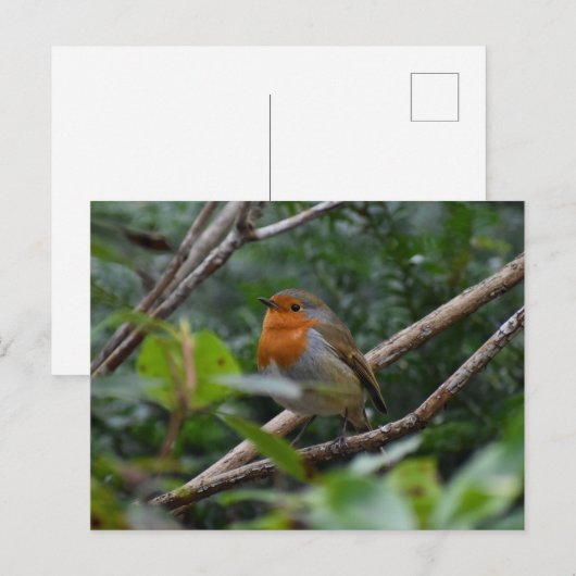 ロビン ポストカード (正面/裏面)