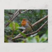 ロビン ポストカード (正面)