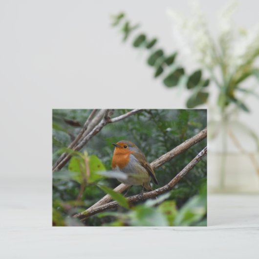 ロビン ポストカード (スタンド正面)