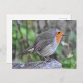 ロビン ポストカード (正面/裏面)