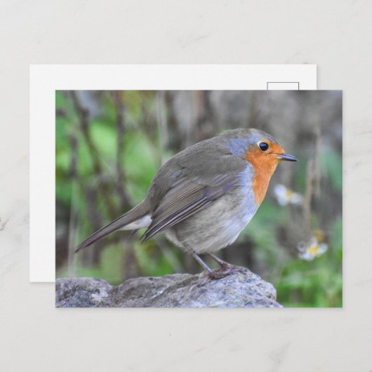 ロビン ポストカード (正面/裏面)