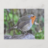 ロビン ポストカード (正面)