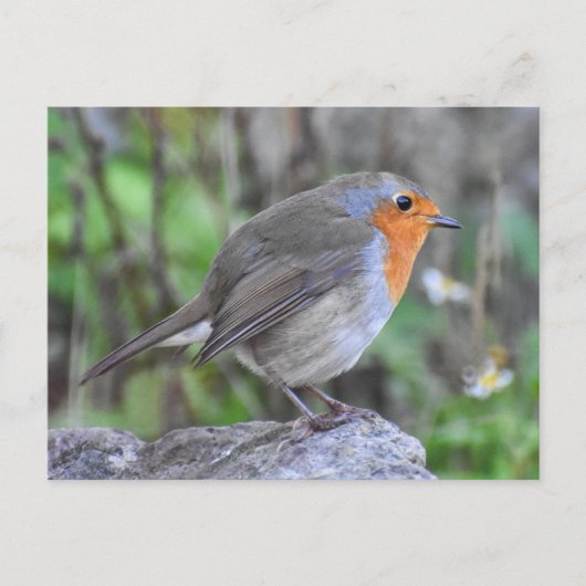 ロビン ポストカード (正面)