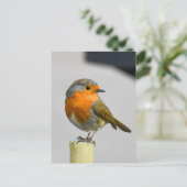 ロビン ポストカード (スタンド正面)