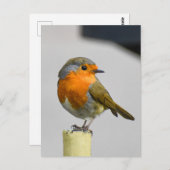 ロビン ポストカード (正面/裏面)