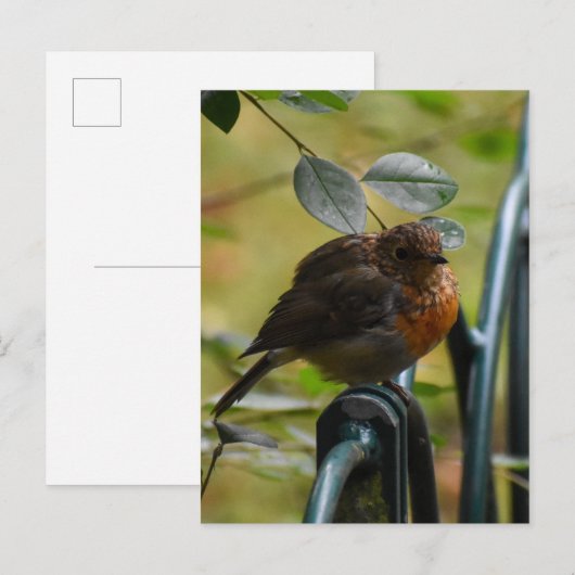 ロビン ポストカード (正面/裏面)