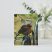 ロビン ポストカード (スタンド正面)