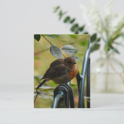 ロビン ポストカード (スタンド正面)