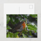 ロビン ポストカード (正面/裏面)