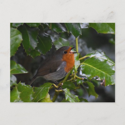 ロビン ポストカード (正面)