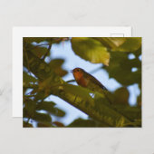 ロビン ポストカード (正面/裏面)